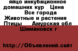 яйцо инкубационное домашних кур › Цена ­ 25 - Все города Животные и растения » Птицы   . Амурская обл.,Шимановск г.